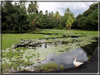 foto Parco nazionale Vulcani delle Hawaii